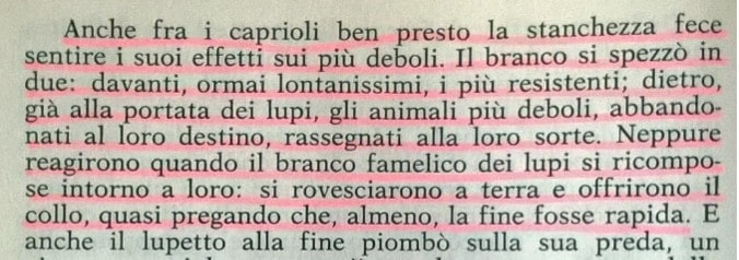 Gianni Padoan - Il Branco Della Rosa Canina - pag. 98